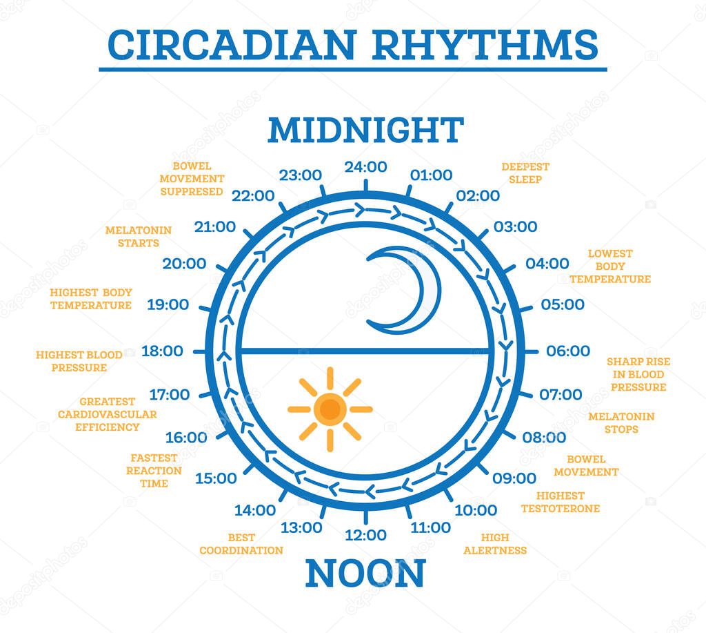 Circadian Rhythm. Vector Illustration. Scheme of Sleep Wake Cycle. Infographic Elements. Sunlight Exposure on Regulates Hormones Production. Processes Taking Place in Body During Day and Night.