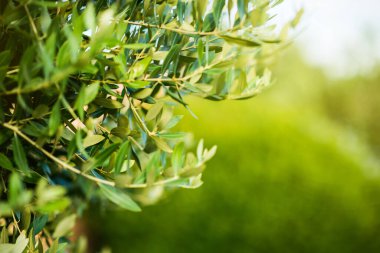 Yapraklı zeytin ağacı dalı. Tarımsal Gıda Geçmişi. Kırsal Sahne.
