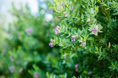 Çiçek açan Akdeniz Mor Çiçekleri. Manzara 'yı kapatın. Parlak Yeşil Rengin Bulanık Arkaplanı.