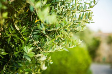 Yapraklı zeytin ağacı dalı. Tarımsal Gıda Geçmişi. Kırsal Sahne.