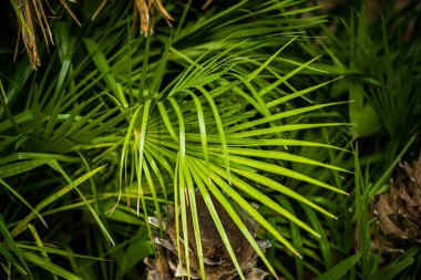 Tropik Palmiye yaprakları. Çiçek Özgeçmişi. Orman Dokusu.