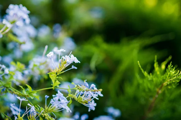 Virágzó Mediterrán Kék Virágok Közelről Kilátás Világos Zöld Szín Homályos — Stock Fotó