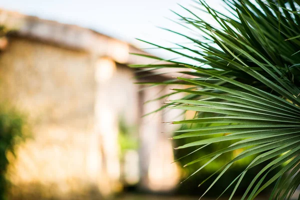 Grüne Tropische Palmenblätter Floraler Hintergrund — Stockfoto