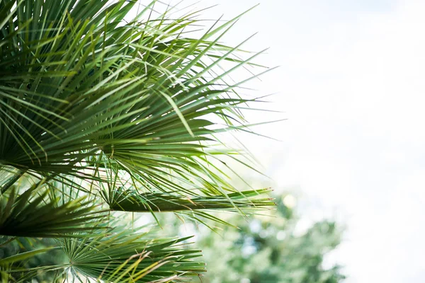Grüne Palmblätter Dschungel Floraler Hintergrund — Stockfoto