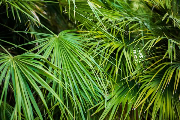 在丛林里的绿色棕榈叶 植物的背景 — 图库照片