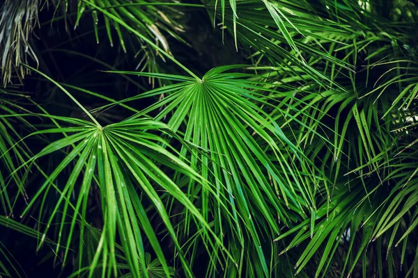 热带棕榈叶 植物背景 丛林结构 — 图库照片