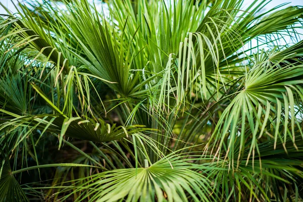 在丛林里的绿色棕榈叶 植物的背景 — 图库照片