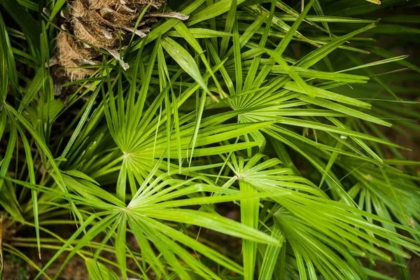 在丛林里的绿色棕榈叶 植物的背景 — 图库照片