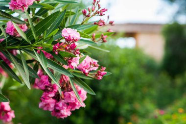 Yeşil Bulanık Arkaplanda Oleander Çiçekleri. Tropik Bahçe.