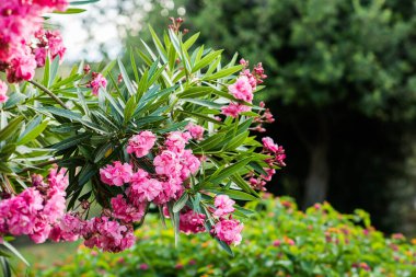 Yeşil Bulanık Arkaplanda Oleander Çiçekleri. Tropik Bahçe.