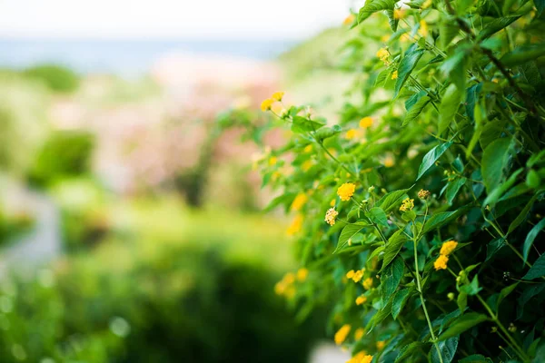 Virágzó Mediterrán Sárga Virágok Közelről Kilátás Világos Zöld Szín Homályos — Stock Fotó