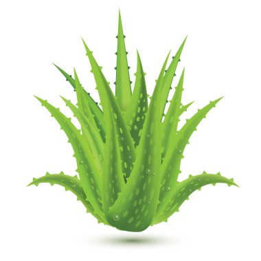 Aloe Vera ve su damlaları beyaz arka planda izole edildi. Vektör İllüstrasyonu.