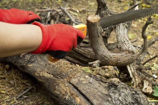 Human hand with handsaw cutting the tree branch.