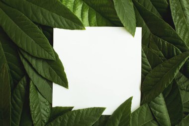 Boş beyaz kağıt bir yeşil yaprakları üzerinde.