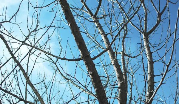 Rami Albero Secchi Con Cielo — Foto Stock