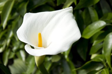 Bahçedeki beyaz zambak.