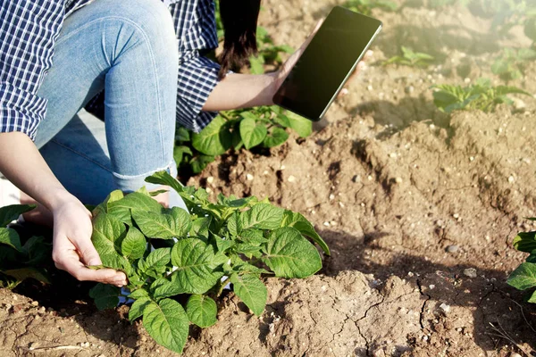 Agronomist using a digital tablet in an agriculture field.