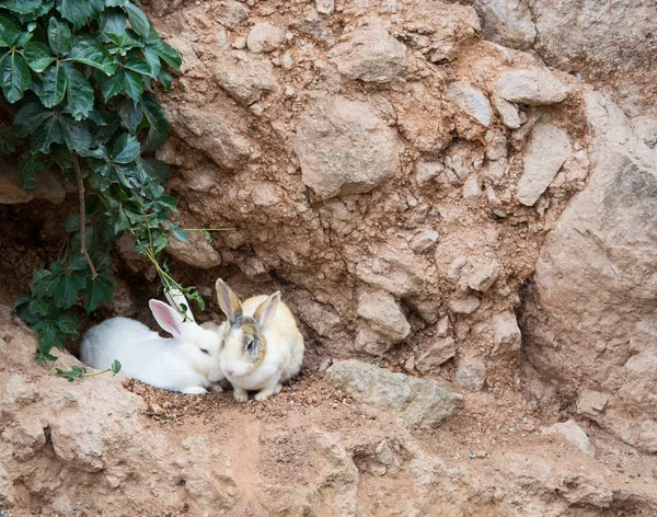 Iki Tavşan Çukura Gizleme Şirin Benekli Beyaz Tavşan — Stok fotoğraf