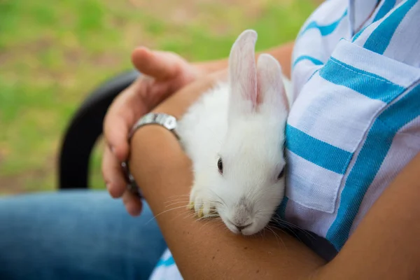 Kadın Arms Cute Uysal Beyaz Tavşan Yatıyor — Stok fotoğraf