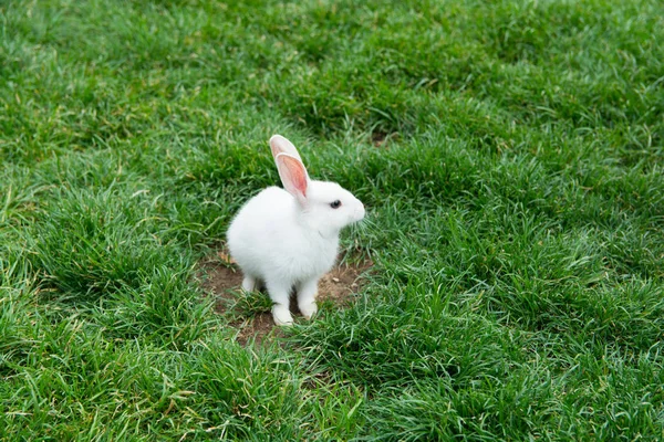 Beyaz Tavşan Otların Arasında Oynuyor Meraklı Görünüyor — Stok fotoğraf