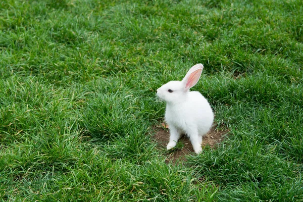 Beyaz Tavşan Otların Arasında Oynuyor Meraklı Görünüyor — Stok fotoğraf