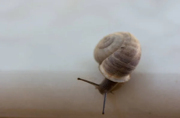 试图逃离石头的蜗牛 — 图库照片