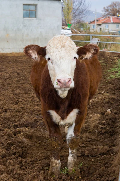 Скотоводческая Ферма Пятнистый Скот Коровы Крупнейший Источник Мяса Молочной Кожевенной — стоковое фото
