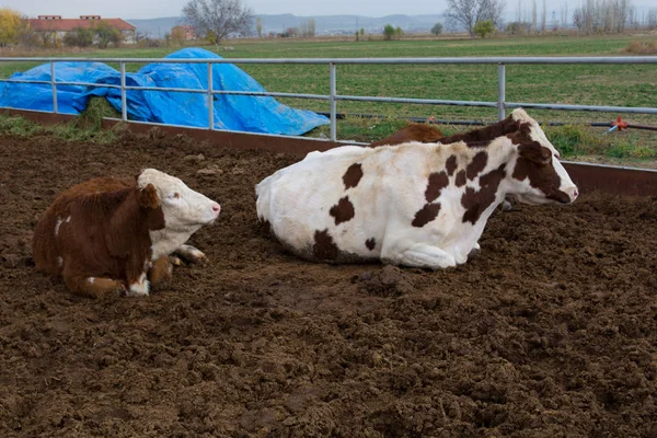 Скотоводческая Ферма Пятнистый Скот Коровы Крупнейший Источник Мяса Молочной Кожевенной — стоковое фото