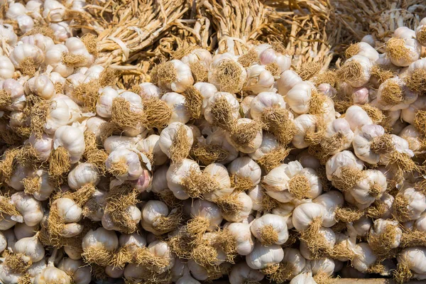 Kuru sarımsak bundles.fresh, yeni toplanan.