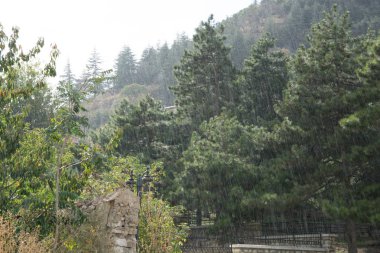 Ormanda yağmur yağıyor. yağmur damlaları görülebilir