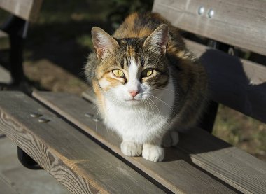 sokakta dikkatli kedi