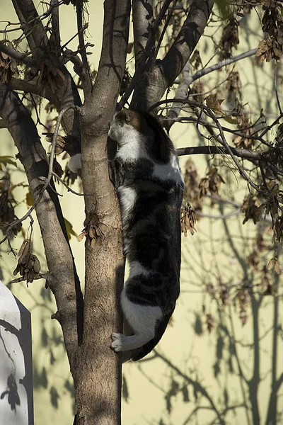 Gato Misterioso Caça Pássaros — Fotografia de Stock