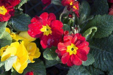 Bahçe, saksıyı. Çay çiçek. Bağışıklık sistemini güçlendirir ve metabolizmayı hızlandırır. Ms hastalığının tedavisinde kullanılan