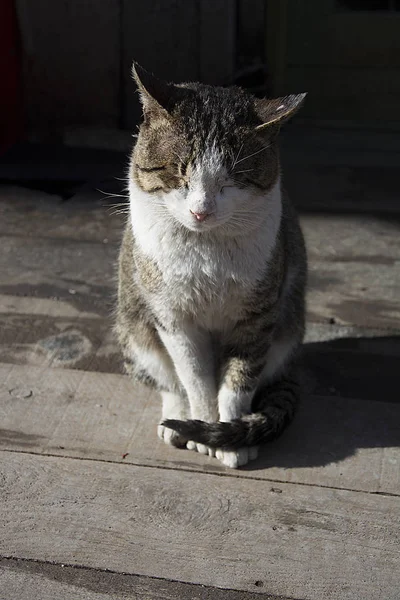 Katze Schläft Auf Der Straße — Stockfoto
