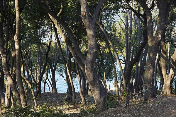 Ağaçların arasında Denizi görmek