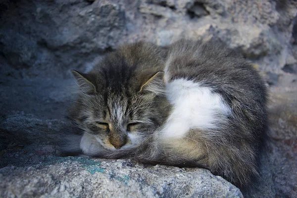 Gato Rua Está Dormindo Muito Frio Inverno Chegou — Fotografia de Stock