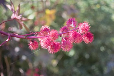 İnsanların dil kene çiçek denir