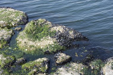 Deniz, midye kabukları kayada kenarında
