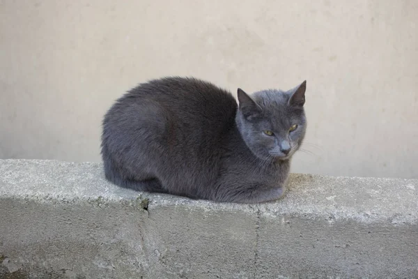 Alley Cat Kolor Dymu Patrzy — Zdjęcie stockowe