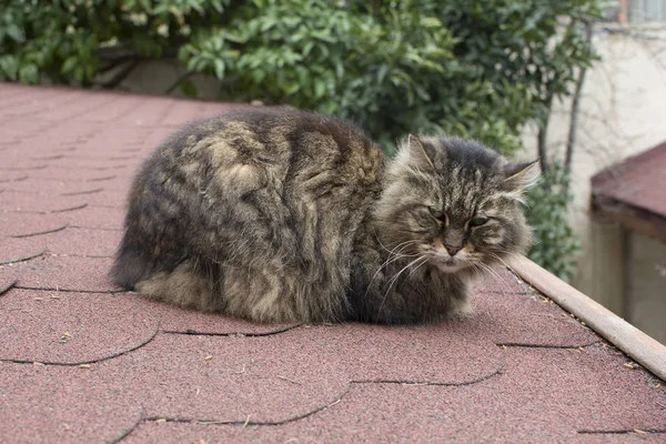 Chat Attend Sur Toit Est Très Colère — Photo