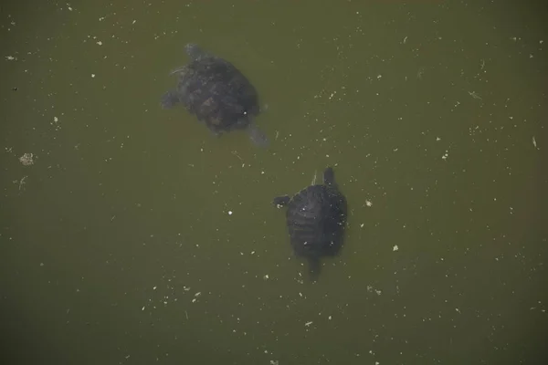 两只水龟 在肮脏的水中挣扎生活 — 图库照片