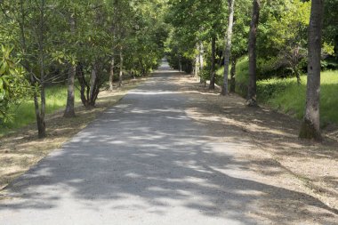 Ormanda yürüyüş yolu. Ağaçlarda kaybolmak