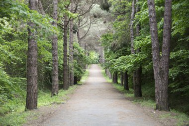 Ormanda yürüyüş yolu. Ağaçlarda kaybolmak