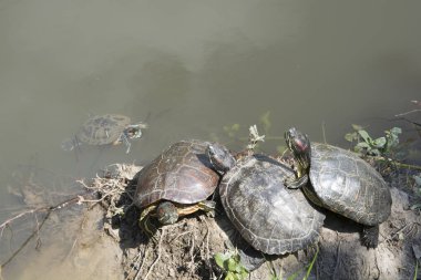 Kırmızı yanaklı kaplumbağa Emydidae aile bir alt türü değil. Bu tür ve onun alt türleri, kırmızı yanaklı su kaplumbağası veya Singapur kaplumbağa, olarak da bilinen bir amfibi hayat var ve tüm dünyada Evcil hayvan olarak kabul