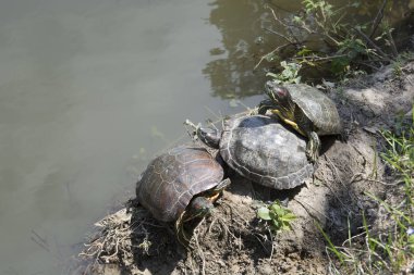 Kırmızı yanaklı kaplumbağa Emydidae aile bir alt türü değil. Bu tür ve onun alt türleri, kırmızı yanaklı su kaplumbağası veya Singapur kaplumbağa, olarak da bilinen bir amfibi hayat var ve tüm dünyada Evcil hayvan olarak kabul
