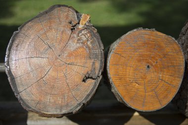 Yüzükler ağacının yaş belirler