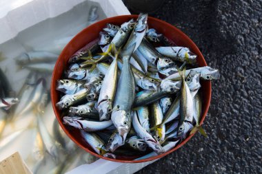 olta ile balık yakaladım. taze balık. Mezgit, sazan, onlar-si olmak balık uskumru