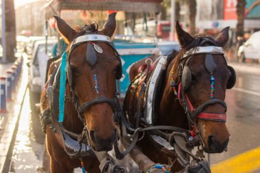 Fayton ve iki at. yorgun atlar. akşam güneşi geliyor. phaeton müşteriler için bekliyorlar. At taşıyıcı.