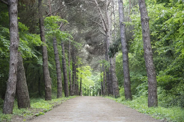 Walking path in the forest. Get lost in the trees