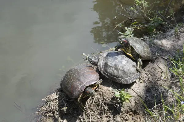 Kırmızı yanaklı kaplumbağa Emydidae aile bir alt türü değil. Bu tür ve onun alt türleri, kırmızı yanaklı su kaplumbağası veya Singapur kaplumbağa, olarak da bilinen bir amfibi hayat var ve tüm dünyada Evcil hayvan olarak kabul